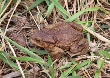 Zakończyła się coroczna akcja czynnej ochrony płazów