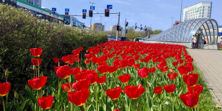 Dywany kwiatowe zakwitną wiosną