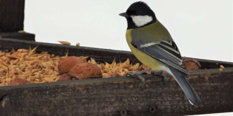 Miasto Białystok dokarmia ptaki