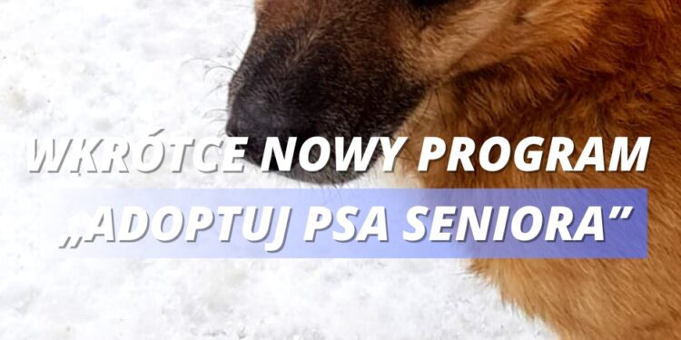 Miasto Suwałki wesprze adopcję psów ze schroniska