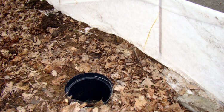 Płazy i gady Białegostoku