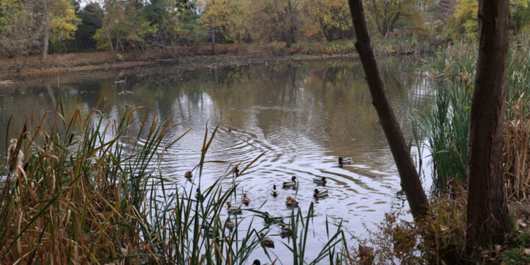 Rewitalizacja stawu na osiedlu Bema