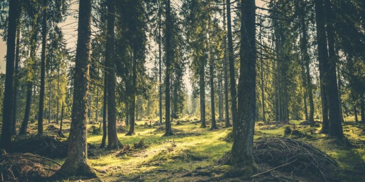 Miasto sprzedaje drewno opałowe