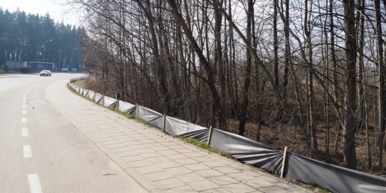 Białystok ponownie chroni płazy