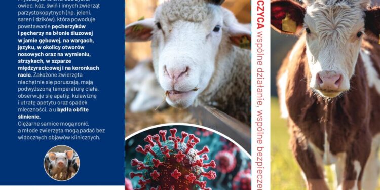 Pryszczyca – komunikat Głównego Lekarza Weterynarii