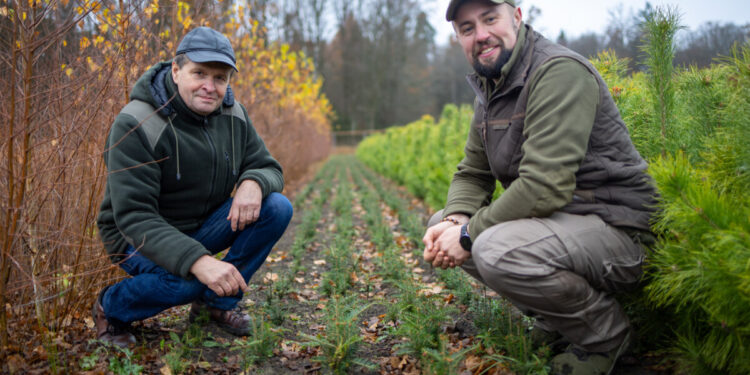 2024-11-13-INL-Jodła-fot-Dariusz-Piekut