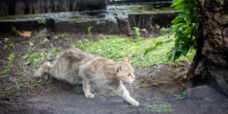 Nowy drapieżnik w Białymstoku