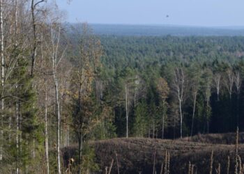 Lasy Państwowe kupią działki