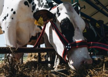 100 tys. zł z budżetu województwa na PODR w Szepietowie