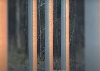 Służby białoruskie nie ustają w organizowaniu nielegalnego przekroczenia granicy