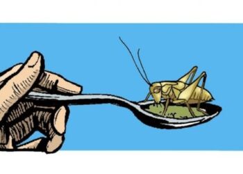 A może tak placek z mąki... ze świerszczy?