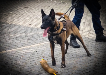 „GUCIO” WYTROPIŁ ŚCIGANEGO