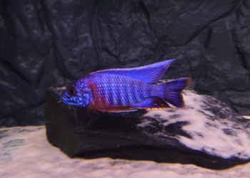 Co to jest konflikt bakteryjny u ryb akwariowych?