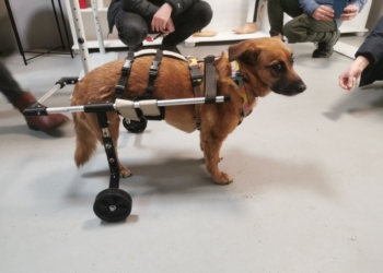 Naukowcy i studenci stworzyli wózek dla niepełnosprawnego psa