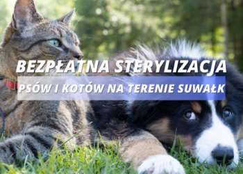 Bezpłatna sterylizacja psów i kotów na terenie Suwałk