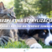 Bezpłatna sterylizacja psów i kotów na terenie Suwałk