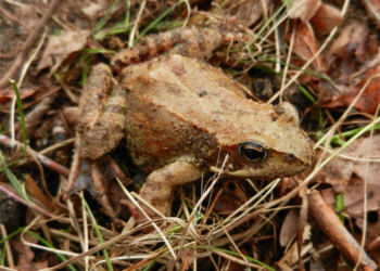 Na ratunek żabom