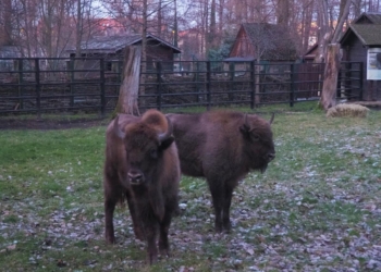 Witamy żubry w Akcent ZOO