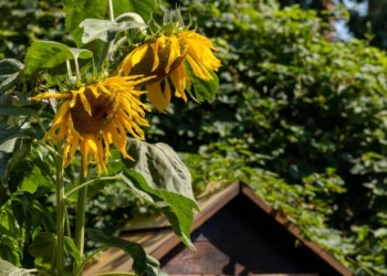 Zarząd przyznał dotacje na działania ekologiczne