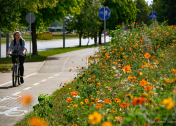 Prawie 11 hektarów łąk kwietnych w Białymstoku