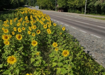 Przebudowa ulicy Raginisa