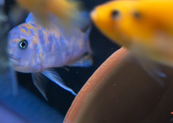 WSTĘP DO NAZEWNICTWA PYSZCZAKÓW