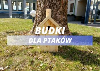 Zapraszamy po budki dla ptaków