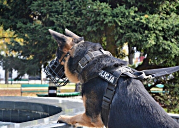 MIESZEK POMÓGŁ ODNALEŹĆ 28-LATKA, KTÓRY ZNISZCZYŁ 10 SAMOCHODÓW