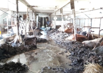 ZARZUTY DLA 38-LATKA ZA ZNĘCANIE SIĘ NAD ZWIERZĘTAMI