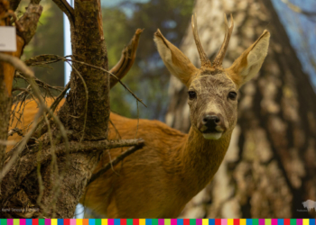 Otwarcie nowej siedziby Parku Krajobrazowego Puszczy Knyszyńskiej