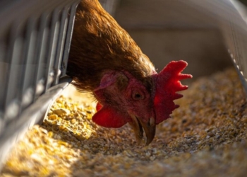 Stado z fermy drobiu w gm. Turośń Kościelna do likwidacji