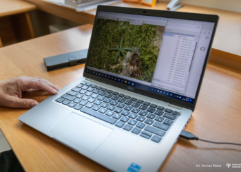 Naukowcy z Politechniki Białostockiej otrzymali dofinansowanie na kompleksowe badania jodły pospolitej w Puszczy Białowieskiej!