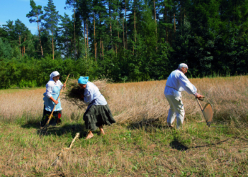 Żniwa w Skansenie