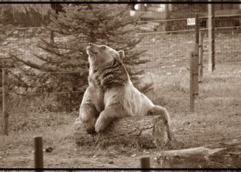 Niedźwiedź Grześ nie żyje