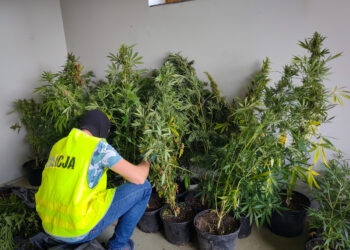 19 KILOGRAMÓW MARIHUANY