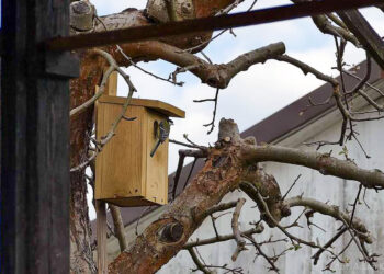 Ptaki w budkach lęgowych