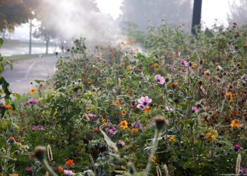 Nasiona z łąk kwietnych