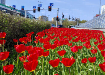 Dywany kwiatowe zakwitną wiosną