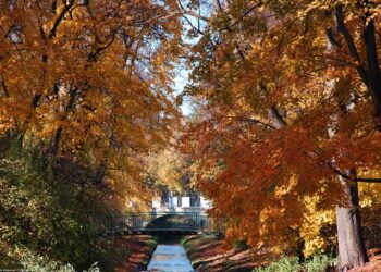 Nie grabimy liści na terenach miejskich