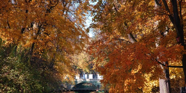 Nie grabimy liści na terenach miejskich