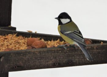 Miasto Białystok dokarmia ptaki