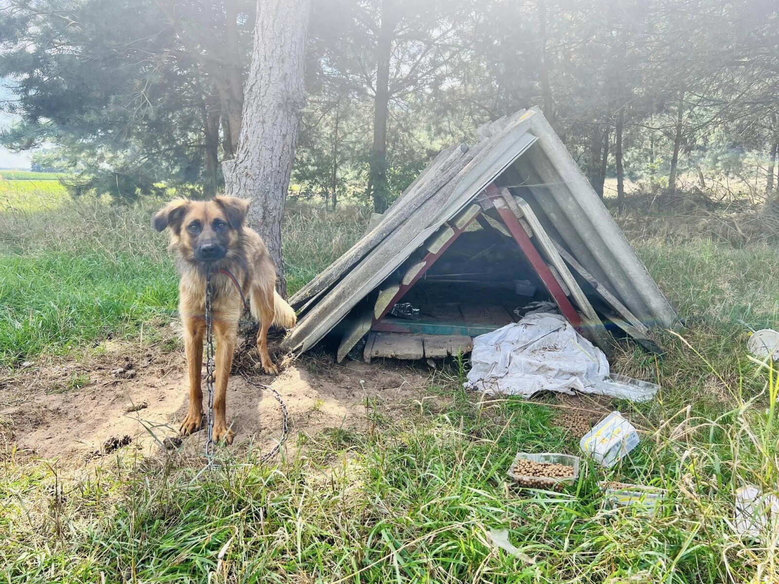 Jak ratować bezdomne psy, czyli Kosałowy Dom Tymczasowy