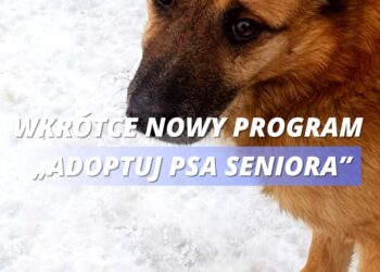 Miasto Suwałki wesprze adopcję psów ze schroniska