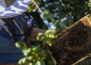 Rusza konkurs „Pszczelarz Roku w województwie podlaskim” – edycja 2024 r.