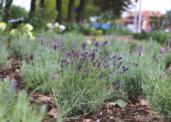 Lawendowy park kieszonkowy w Białymstoku