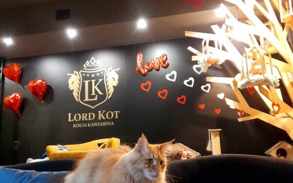 Kocia kawiarnia w Suwałkach
