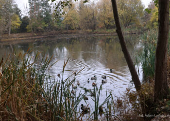 Rewitalizacja stawu na osiedlu Bema