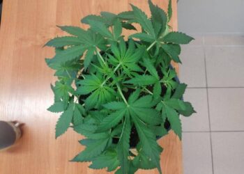 Pojechali na interwencję, znaleźli narkotyki