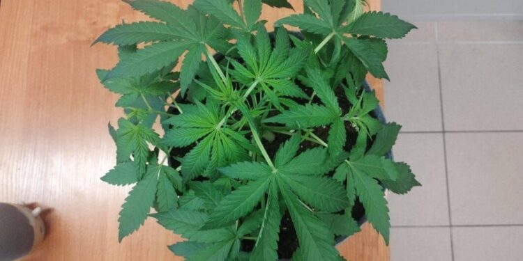 Pojechali na interwencję, znaleźli narkotyki