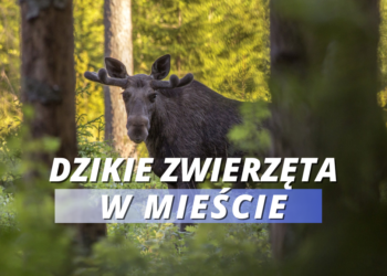 Co zrobić w przypadku napotkania dzikiego zwierzęcia